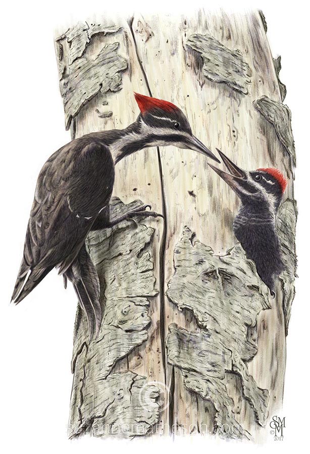 Natural science digital painting Dryocopus pileatus Mother and Nestling