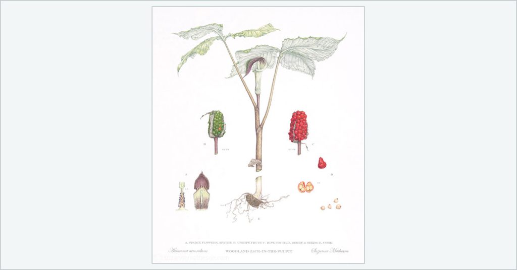 feature image for Art of the Plant blog post