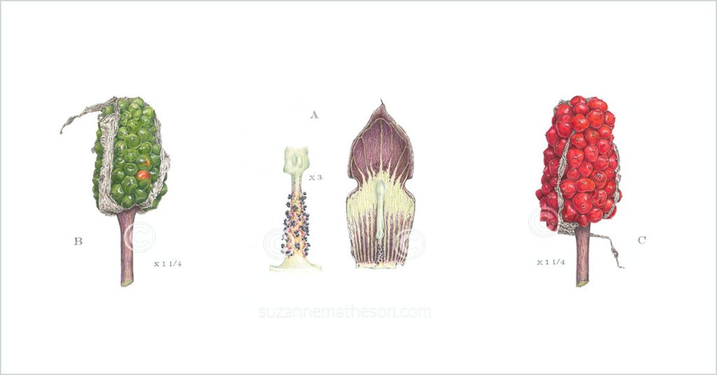 feature image Woodland Jack-in-the-pulpit blog post