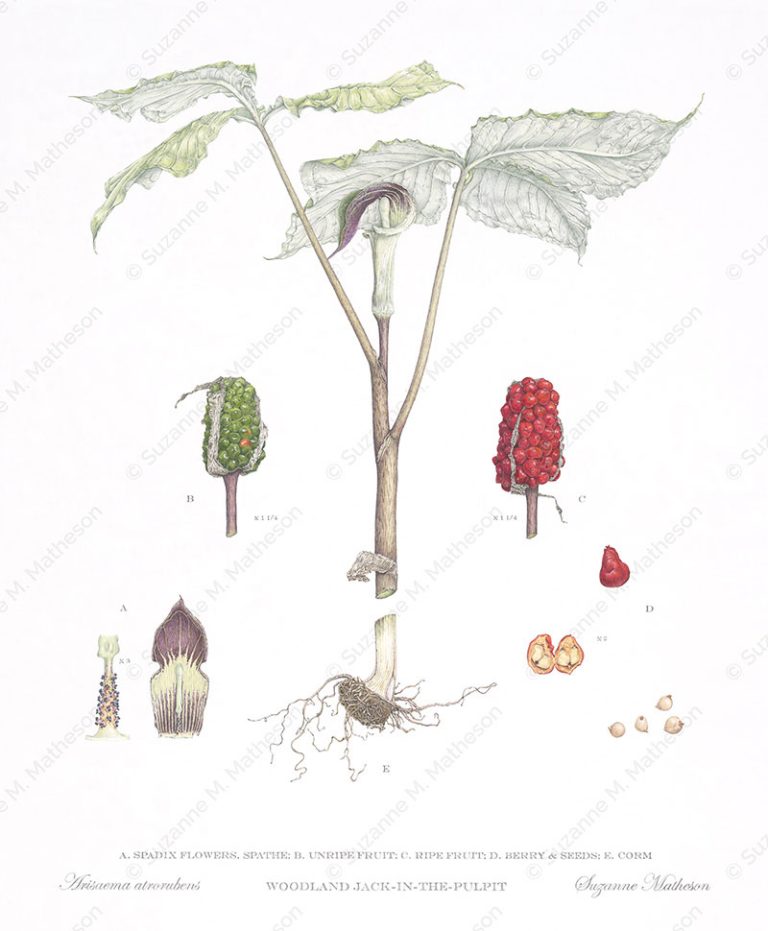 coloured pencil scientific illustration Woodland Jack-in-the-pulpit watermarked