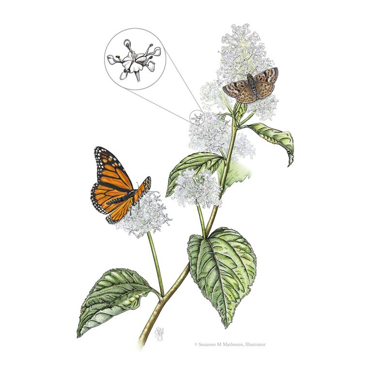 colour illustration mottled duskywing monarch butterflies drinking New Jersey tea nectar